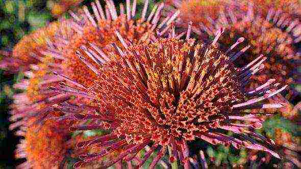 chrysanthemum maiden planting and care in the open field