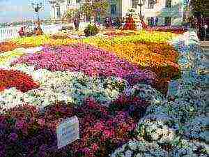 chrysanthemum maiden planting and care in the open field