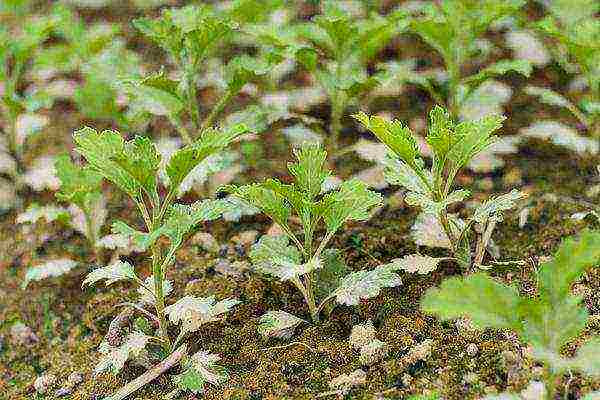 chrysanthemum maiden planting and care in the open field