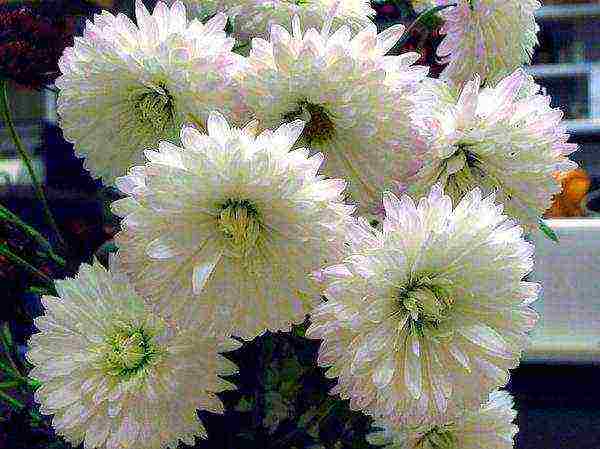 chrysanthemum maiden planting and care in the open field