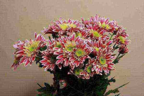 chrysanthemum maiden planting and care in the open field