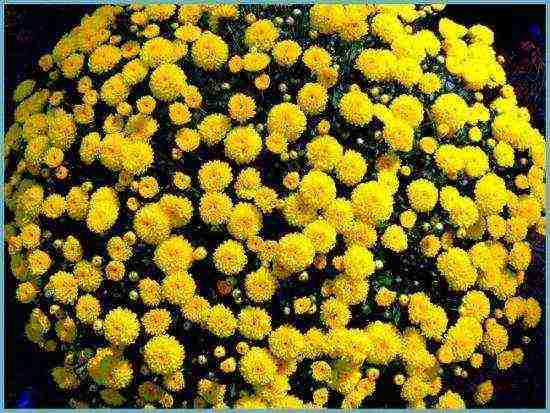 chrysanthemum maiden planting and care in the open field