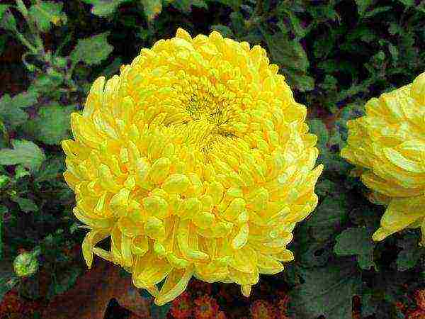 chrysanthemum Korean planting and care in the open field