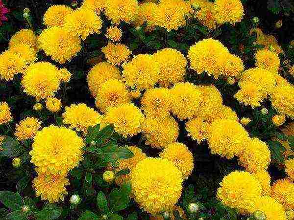 chrysanthemum Korean planting and care in the open field