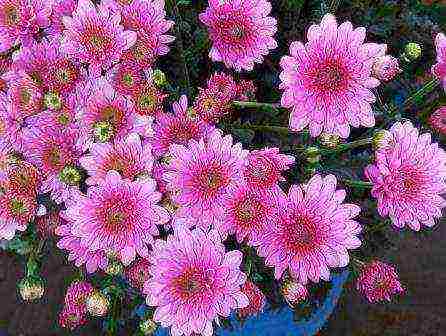 chrysanthemum Koreano pagtatanim at pangangalaga sa bukas na bukid