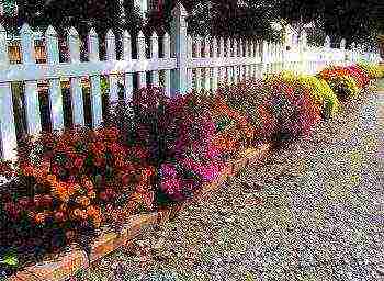 chrysanthemum Korean planting and care in the open field