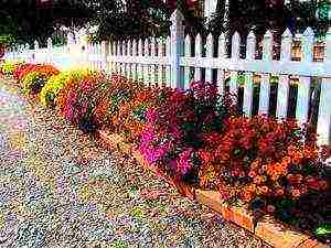 chrysanthemum Korean planting and care in the open field