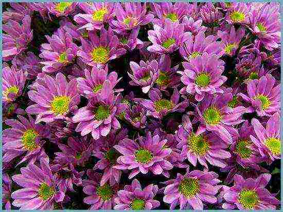 chrysanthemum bush planting and care in the open field