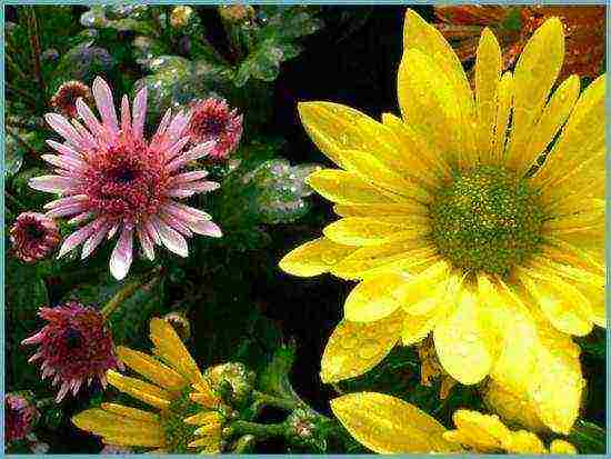 pagtatanim ng chrysanthemum bush at pangangalaga sa labas