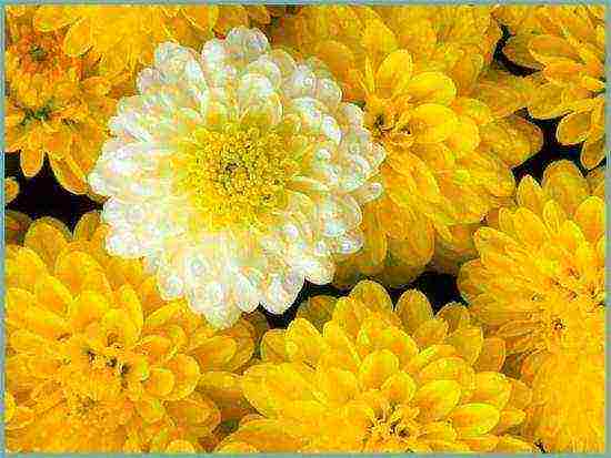 chrysanthemum bush planting and care in the open field