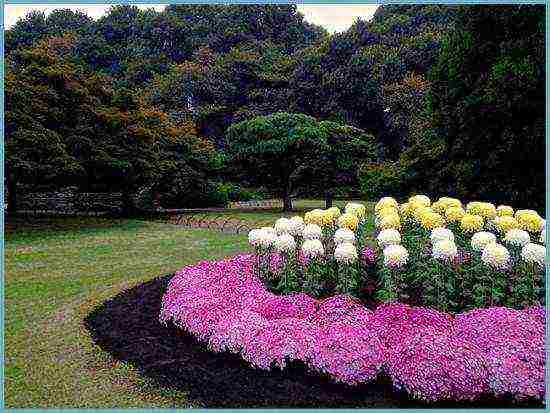 chrysanthemum bush planting and care in the open field