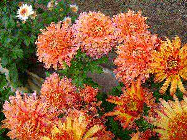 chrysanthemum bush planting and care in the open field