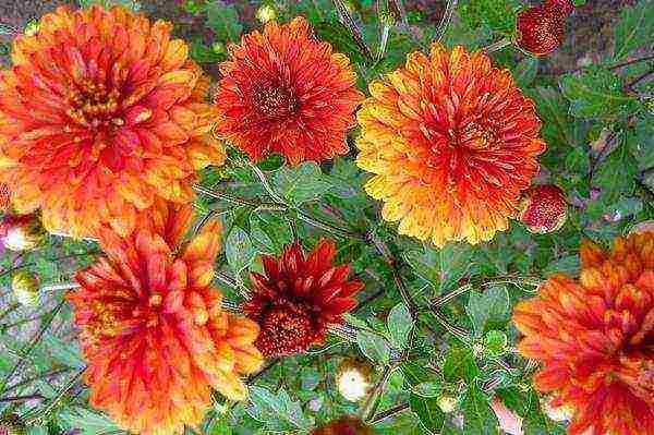 chrysanthemum bush planting and care in the open field