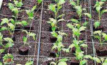 chrysanthemum planting and care in the open field in the fall