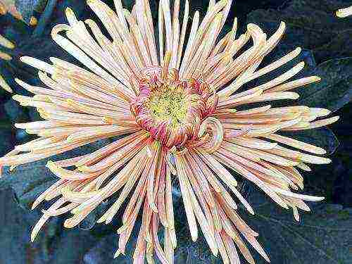 chrysanthemum planting and care in the open field in the fall