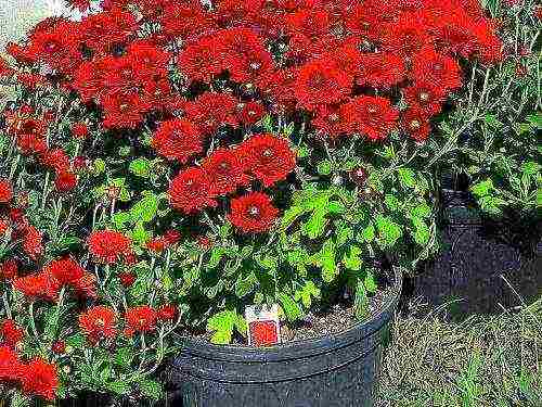 chrysanthemum planting and care in the open field in the fall