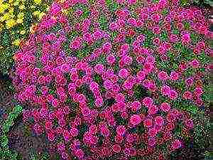 chrysanthemum planting and care in the open field in the fall