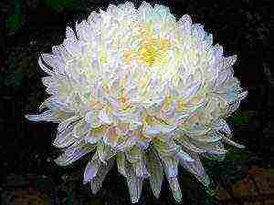 chrysanthemum planting and care in the open field in the fall