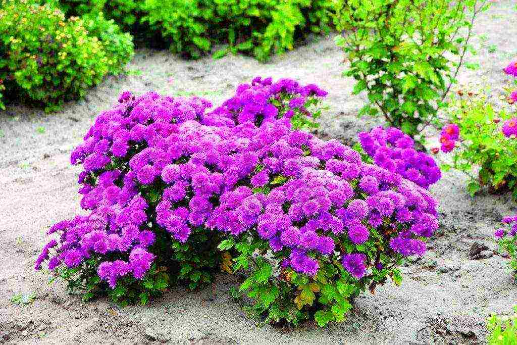 chrysanthemum planting and care in the open field in the fall