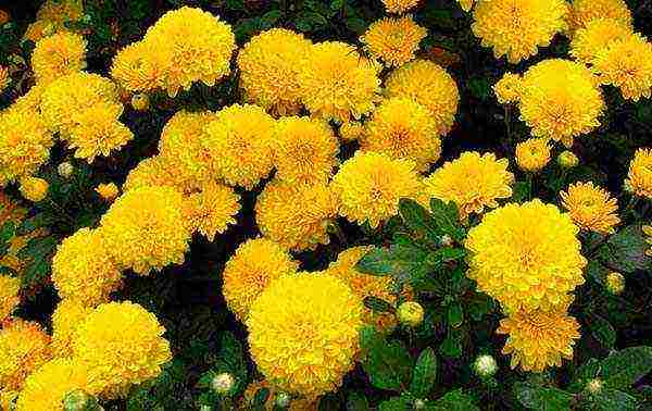 chrysanthemum planting and care in the open field in the fall