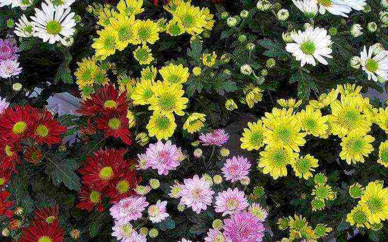 chrysanthemum planting and care in the open field in the fall