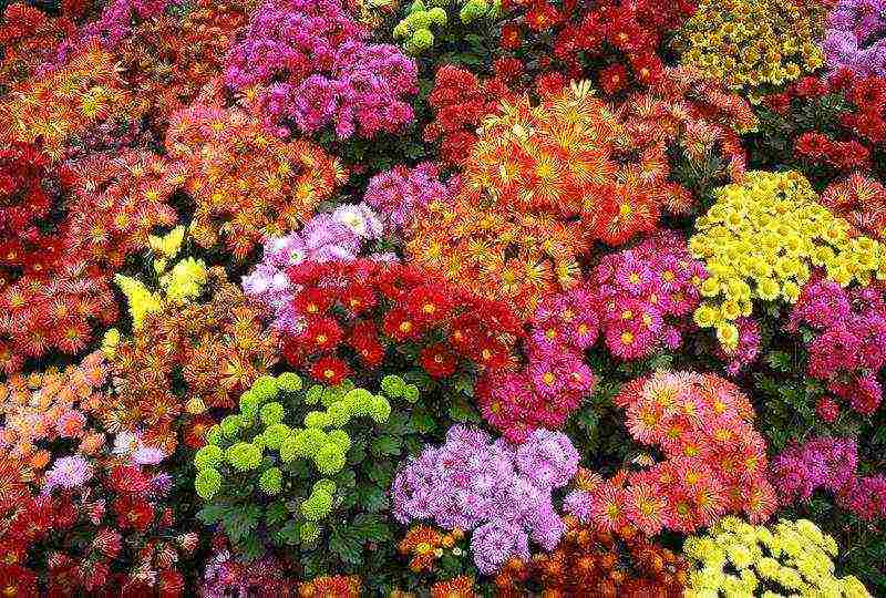 chrysanthemum planting and care in the open field in the fall