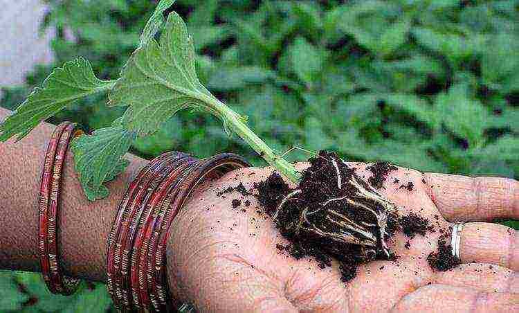 chrysanthemum planting and care in the open field in the fall