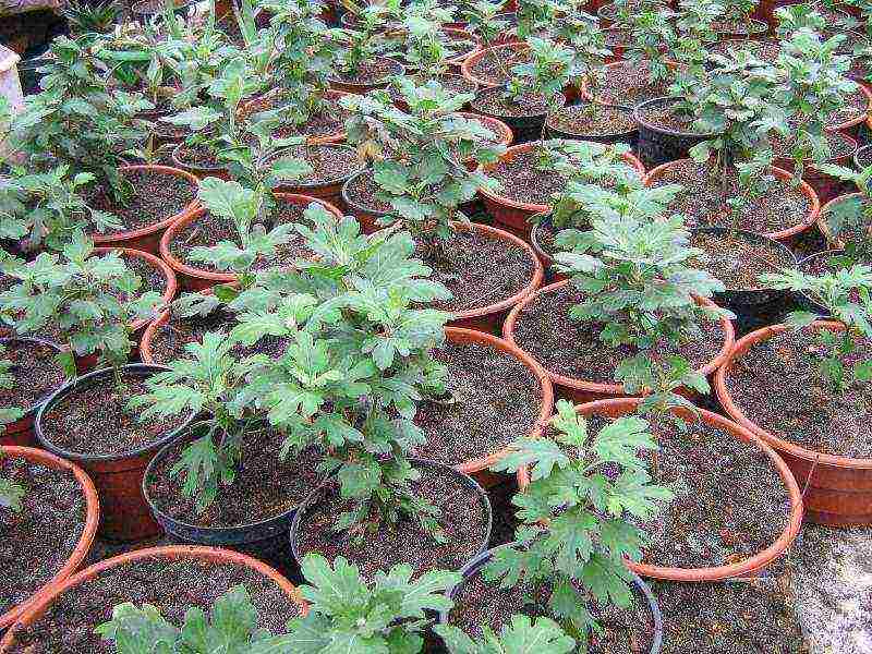 chrysanthemum planting and care in the open field in the fall