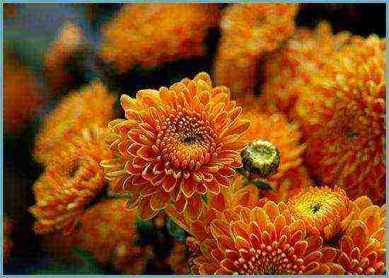 chrysanthemum garden planting and outdoor care