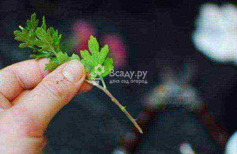 pagtatanim ng chrysanthemum hardin at pangangalaga sa labas