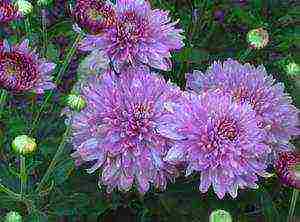 chrysanthemum garden planting and outdoor care