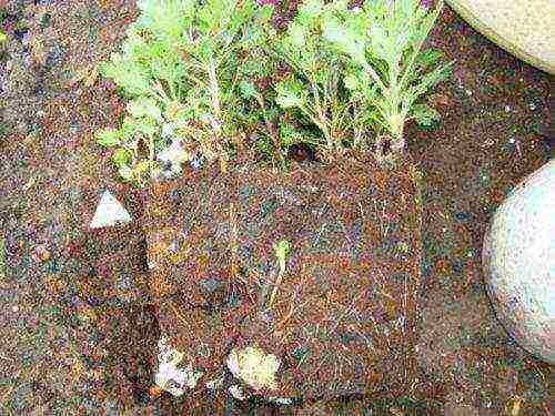 potted chrysanthemums planting and care in the open field