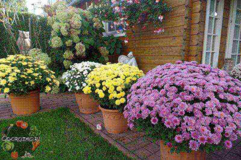 potted chrysanthemums planting and care in the open field