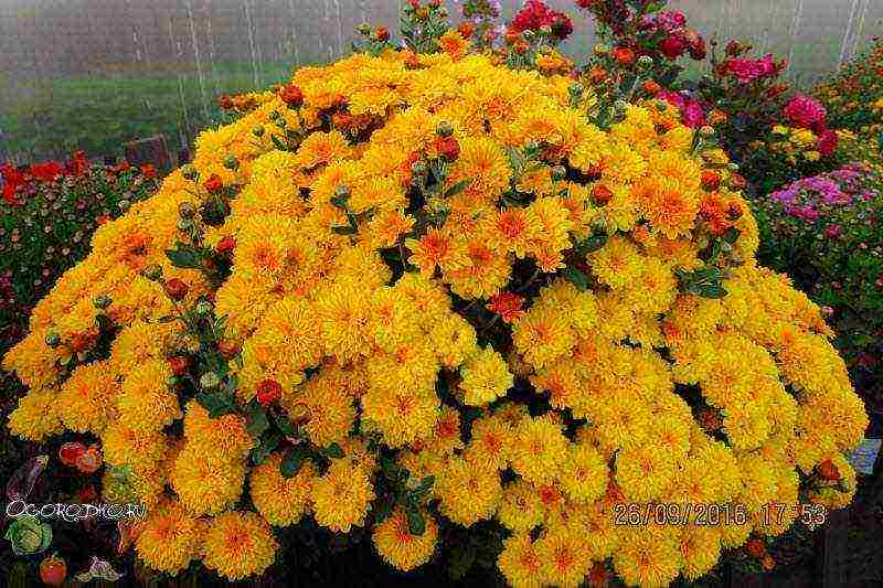 nagtatanim ng potassium chrysanthemums at nangangalaga sa bukas na bukid