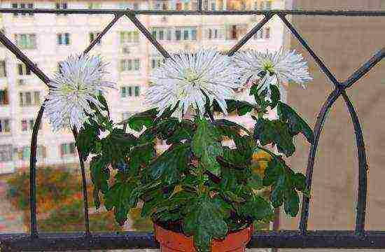 potted chrysanthemums planting and care in the open field