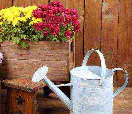 potted chrysanthemums planting and care in the open field