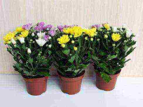 potted chrysanthemums planting and care in the open field