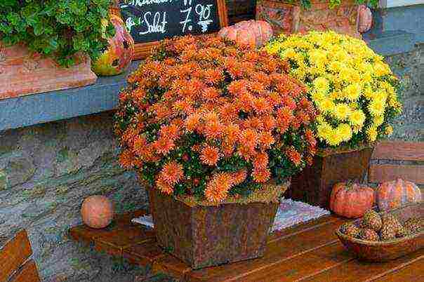 potted chrysanthemums planting and care in the open field