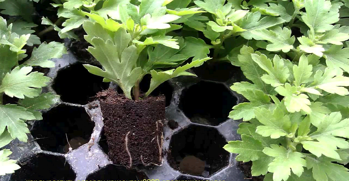 potted chrysanthemums planting and care in the open field