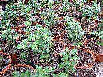 chrysanthemums from seeds, planting and care in the open field