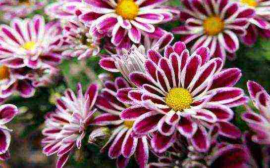 chrysanthemums from seeds, planting and care in the open field