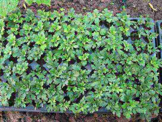 chrysanthemums from seeds, planting and care in the open field