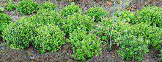 chrysanthemums from seeds, planting and care in the open field