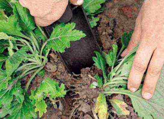 chrysanthemums from seeds, planting and care in the open field