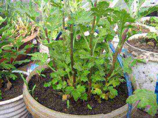 chrysanthemums from seeds, planting and care in the open field