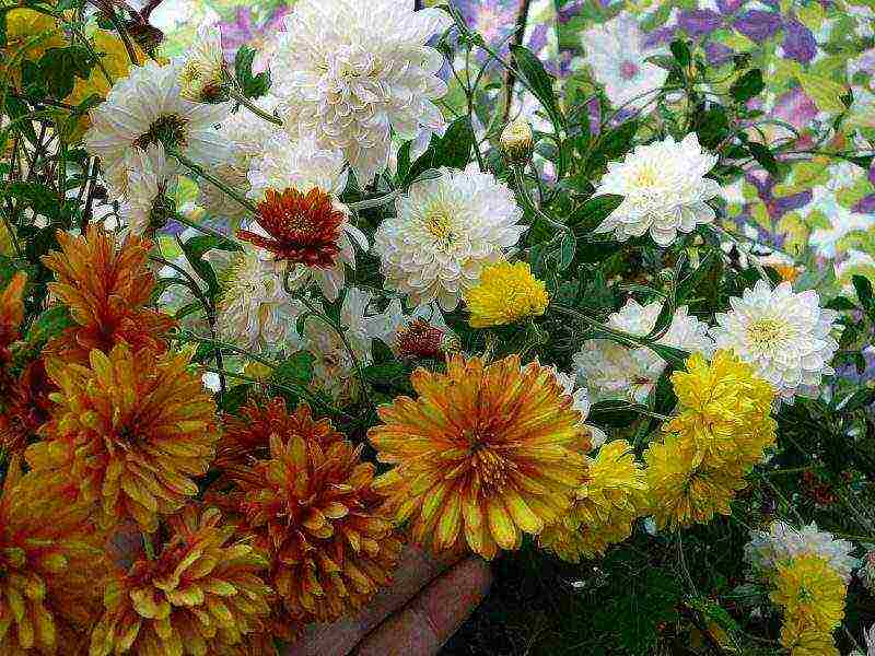 chrysanthemums mula sa mga binhi, pagtatanim at pangangalaga sa bukas na bukid