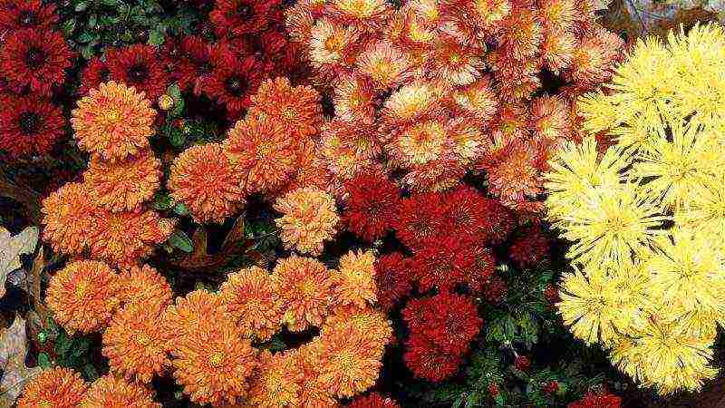 chrysanthemums from seeds, planting and care in the open field