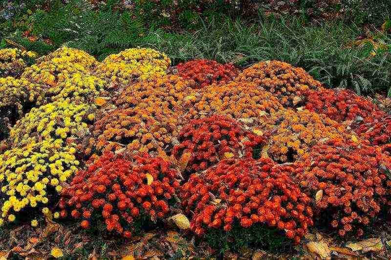 chrysanthemums from seeds, planting and care in the open field