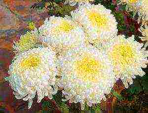 chrysanthemums from seeds, planting and care in the open field