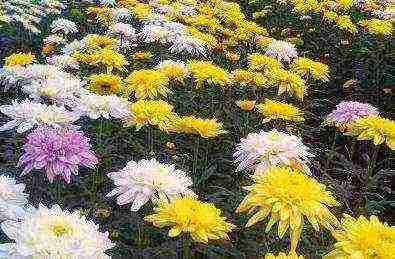 chrysanthemums from seeds, planting and care in the open field